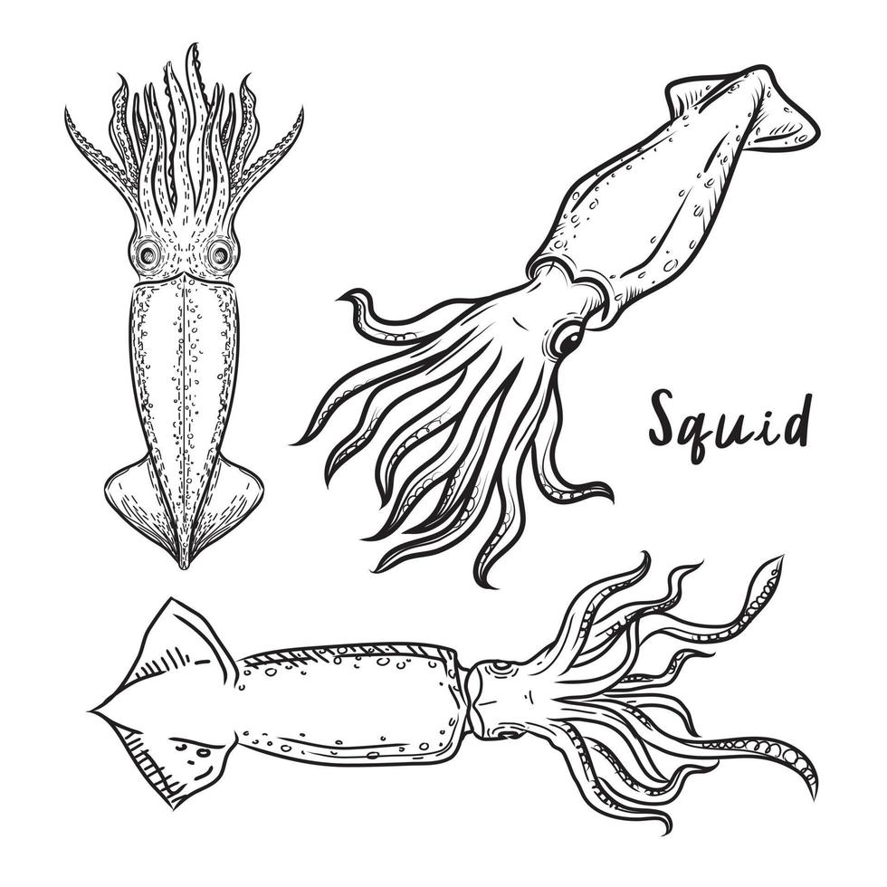 vector squids black on a white background