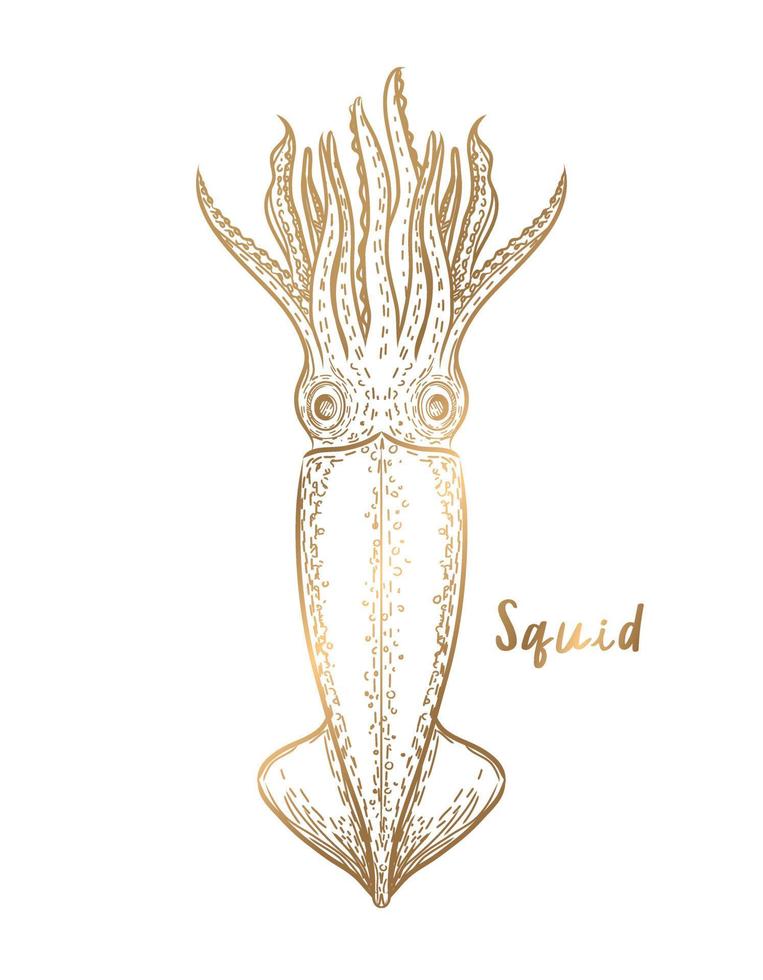 vector gold squid on a white background