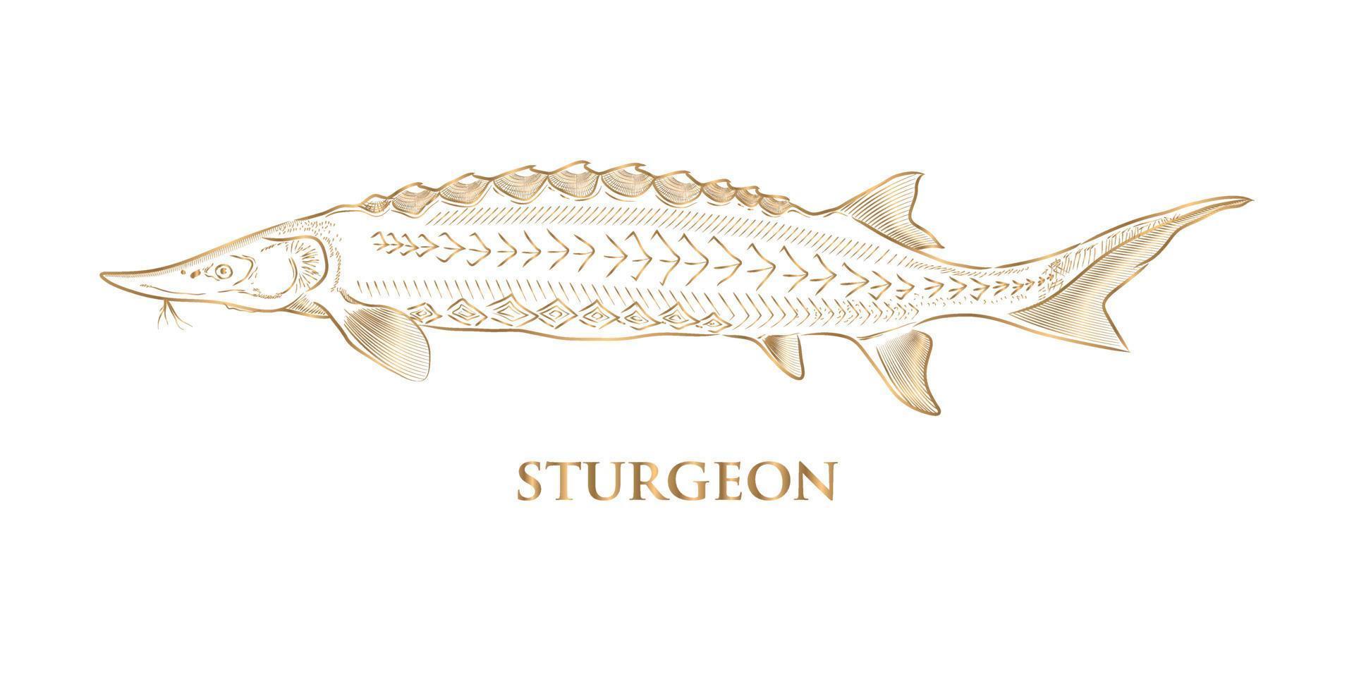 vector golden hand drawn sturgeon on white background