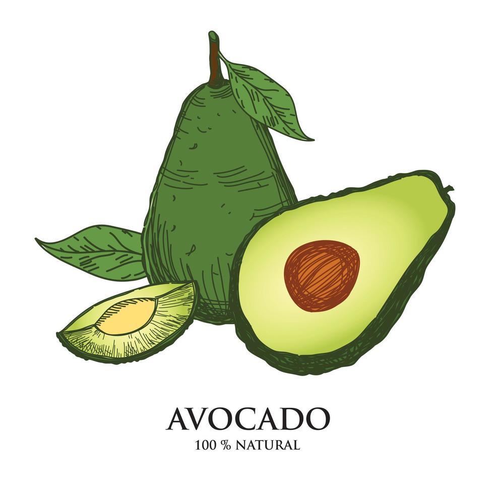 vector hand drawn avocado set whole avocado sliced halved leaves and summer tropical fruit seed sketch carved detailed drawing style illustration Food is suitable for labels, posters, prints.