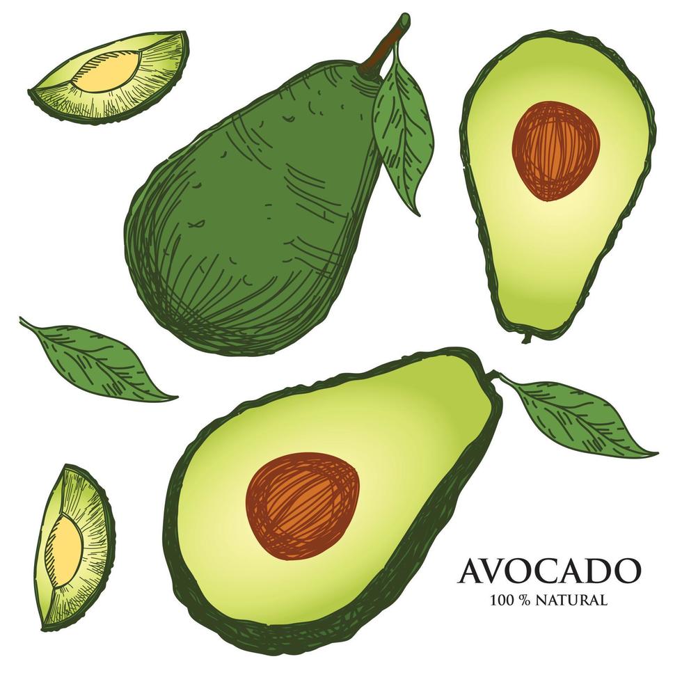 vector hand drawn avocado set whole avocado sliced halved leaves and summer tropical fruit seed sketch carved detailed drawing style illustration Food is suitable for labels, posters, prints.