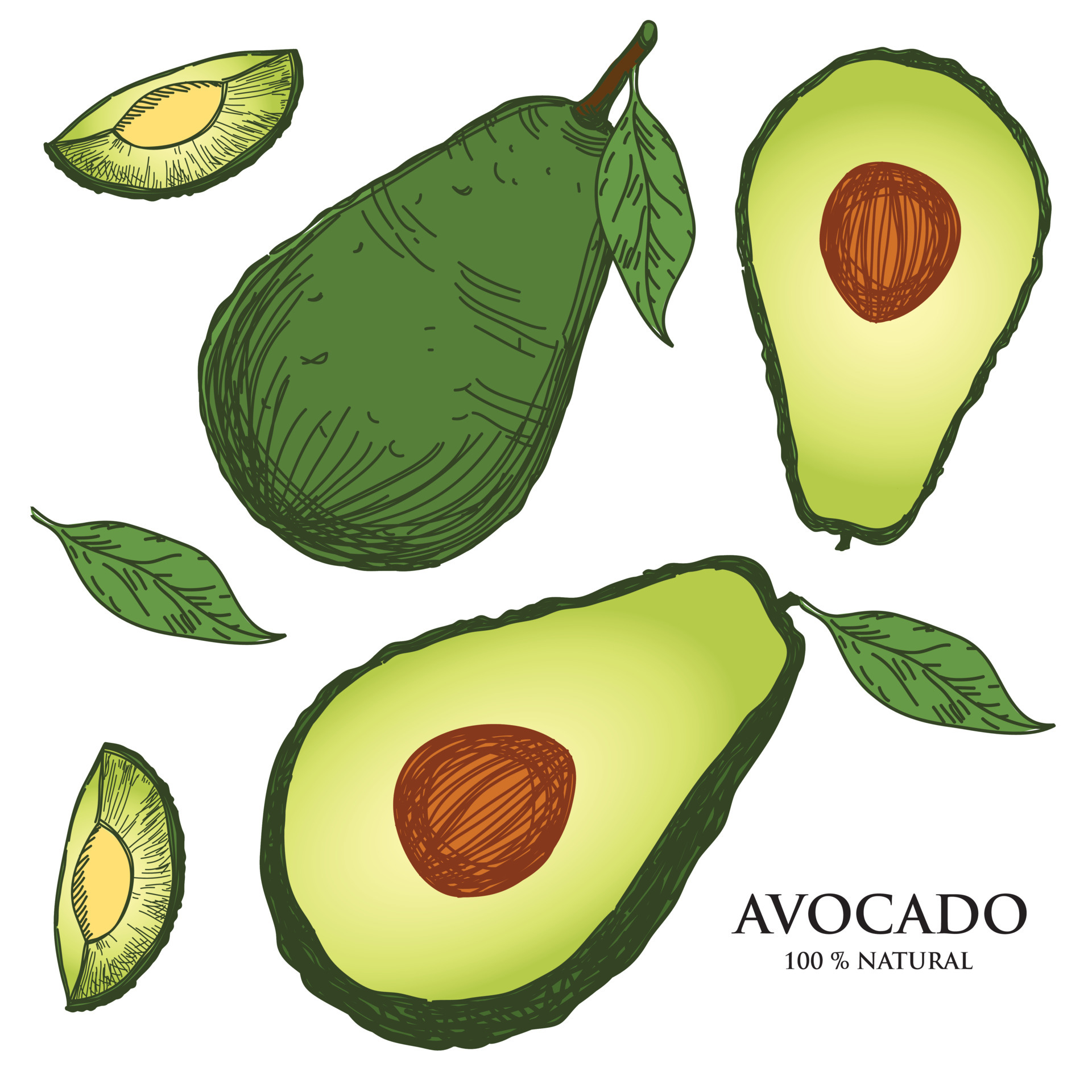 Avocado Illustration Images  Free Photos PNG Stickers Wallpapers   Backgrounds  rawpixel