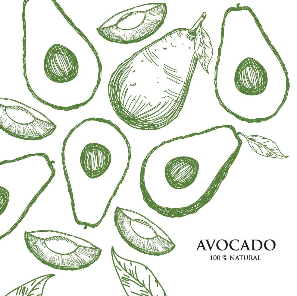 conjunto de aguacate dibujado a mano vectorial aguacate entero cortado en rodajas hojas a la mitad y boceto de semilla de fruta tropical de verano tallado ilustración de estilo de dibujo detallado la comida es adecuada para etiquetas, carteles, impresiones. vector