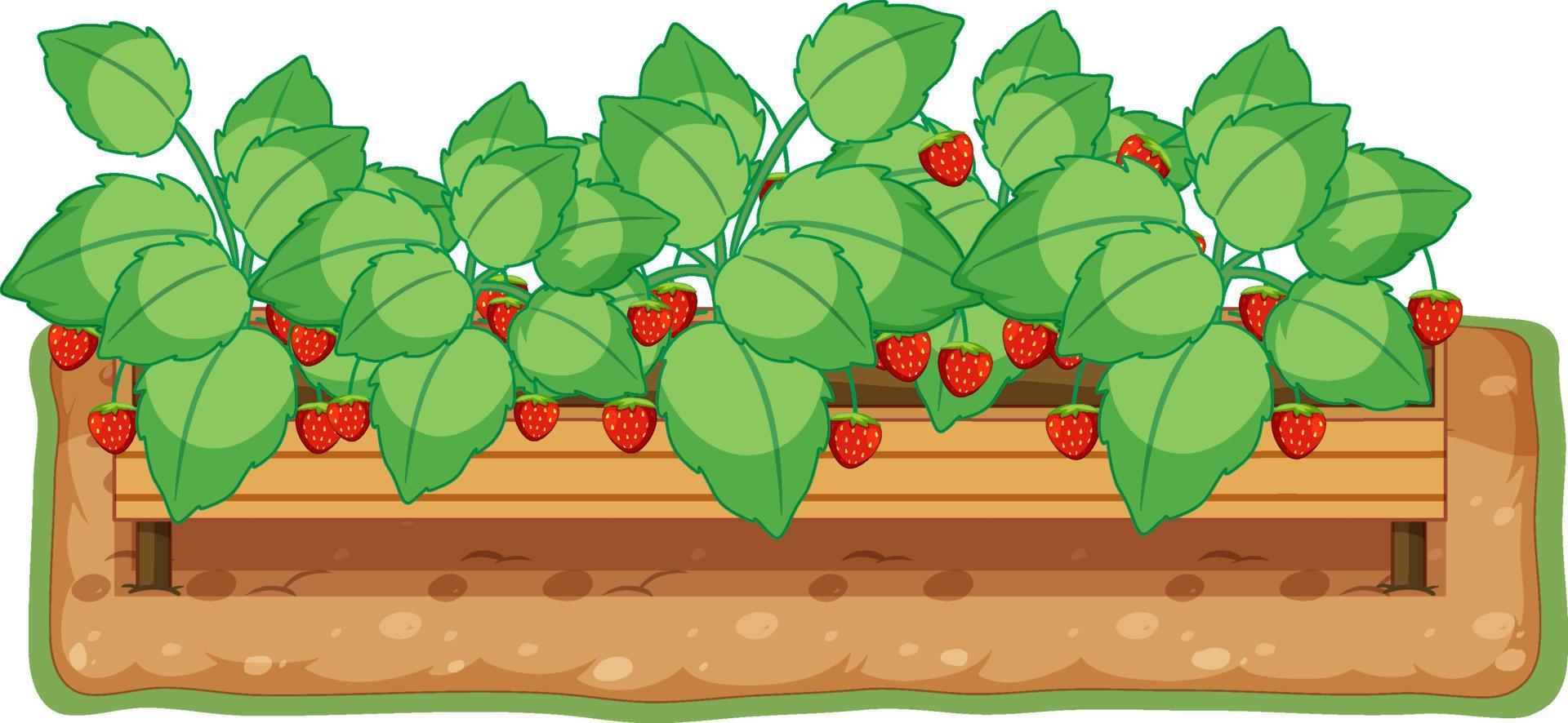 Strawberry plant growing with soil cartoon vector