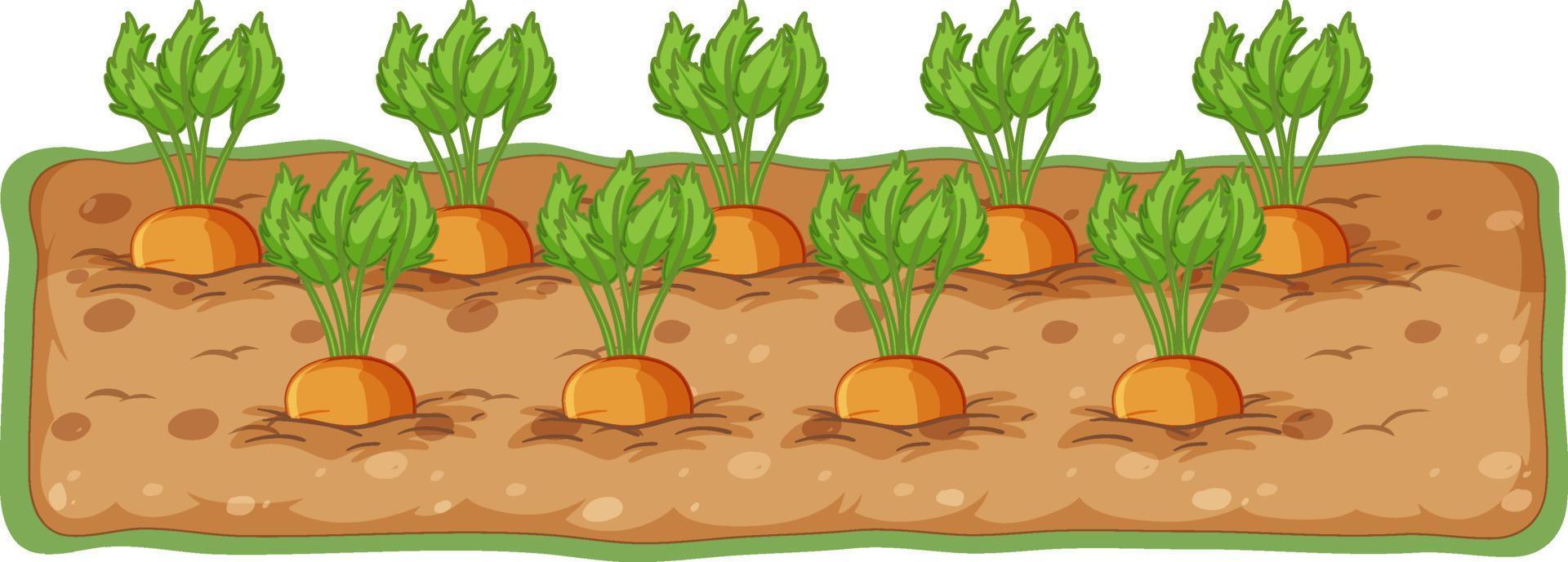 dibujos animados de zanahorias que crecen en el suelo vector