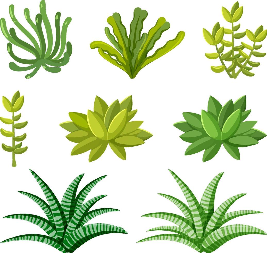 conjunto de plantas suculentas sobre fondo blanco vector