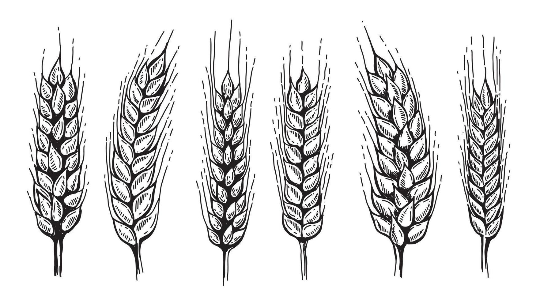 orejas de pan de trigo dibujado a mano ilustración vectorial vector