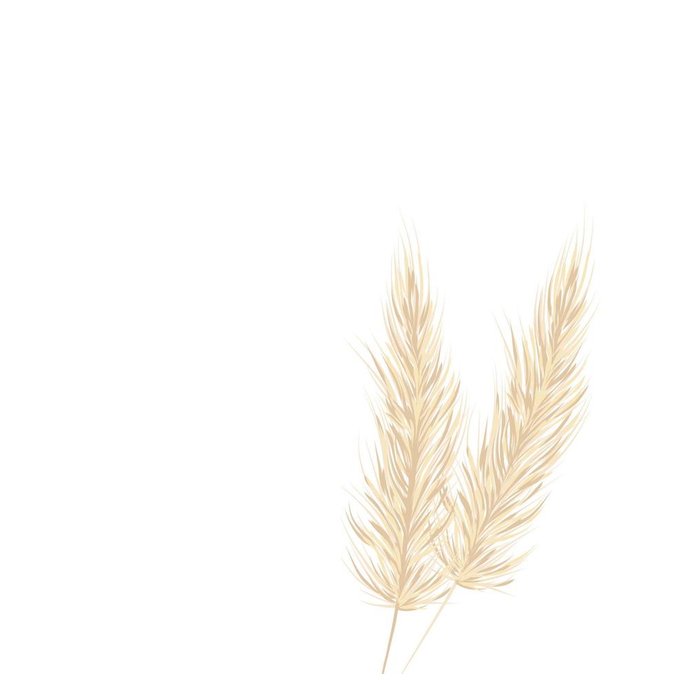 hierba de pampa sobre un fondo blanco en un estilo dibujado a mano. rama crema de hierba seca. plantilla para una tarjeta de boda. fondo vectorial vector