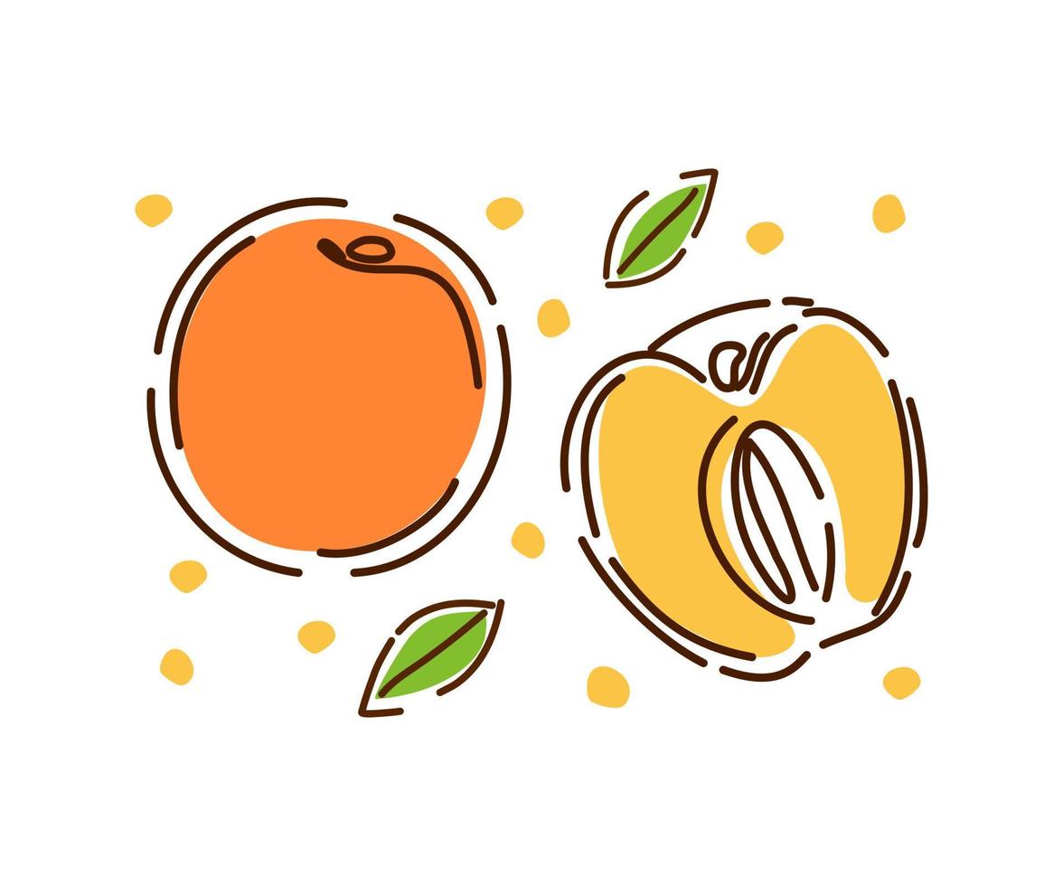 melocotón jugoso entero y medio, un conjunto de frutas y hojas. los duraznos frescos están aislados en un fondo blanco. decoración de envases de jugo o mermelada. vector