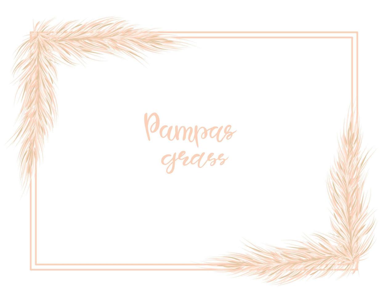 Pampas grass dried natural . Background  in boho style.  Flat lay with copy space, top view. Vector illustration of cortaderia selloana.