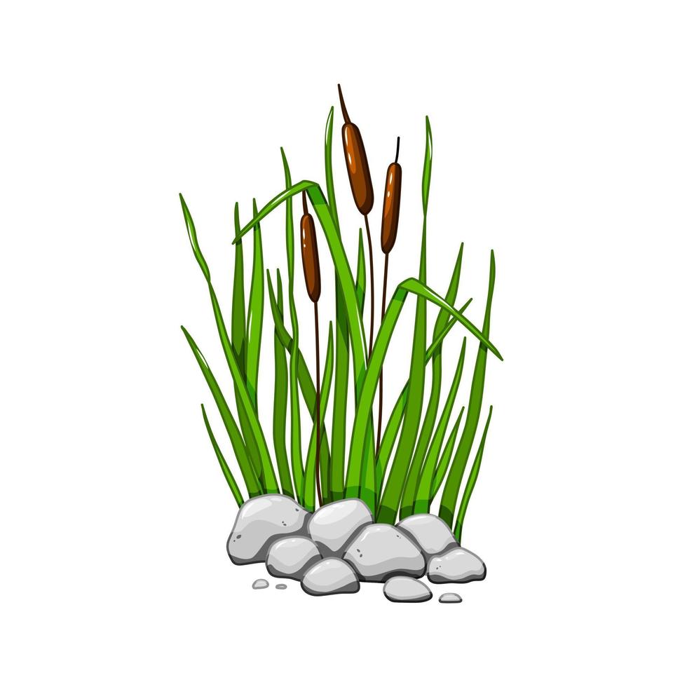 cañas en la hierba en las piedras aisladas sobre fondo blanco. ilustración vectorial en estilo de dibujos animados. vector