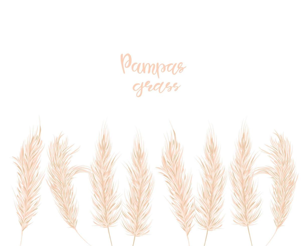 Dry pampas grass  set.  Illustration in the boho style.  Dried plant for decoration, frame, backdrop, fabric print, retro textile, wallpaper, wedding card. Vector illustration