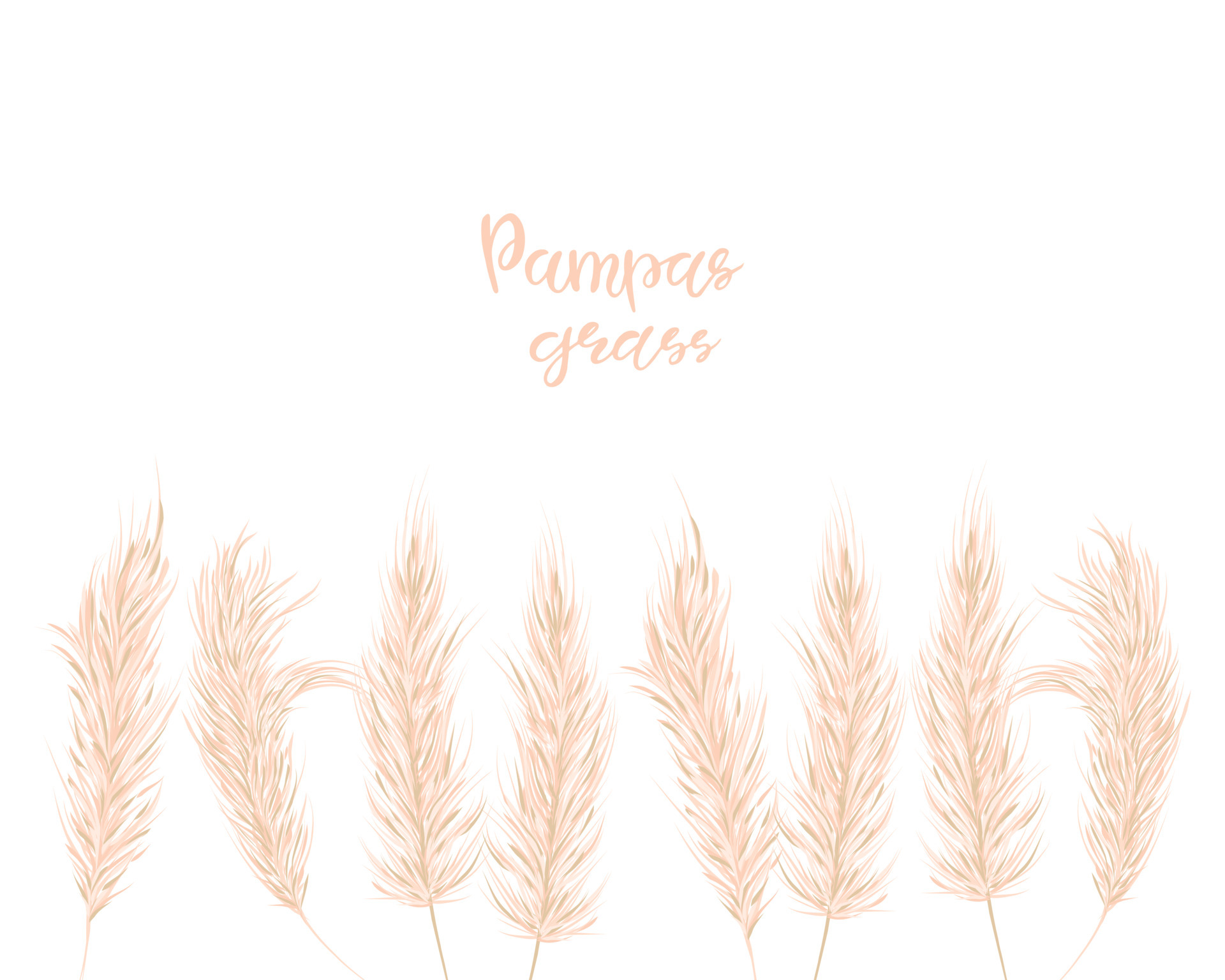 Pampas Grass  Пейзажи Фоновые изображения Абстрактные фотографии