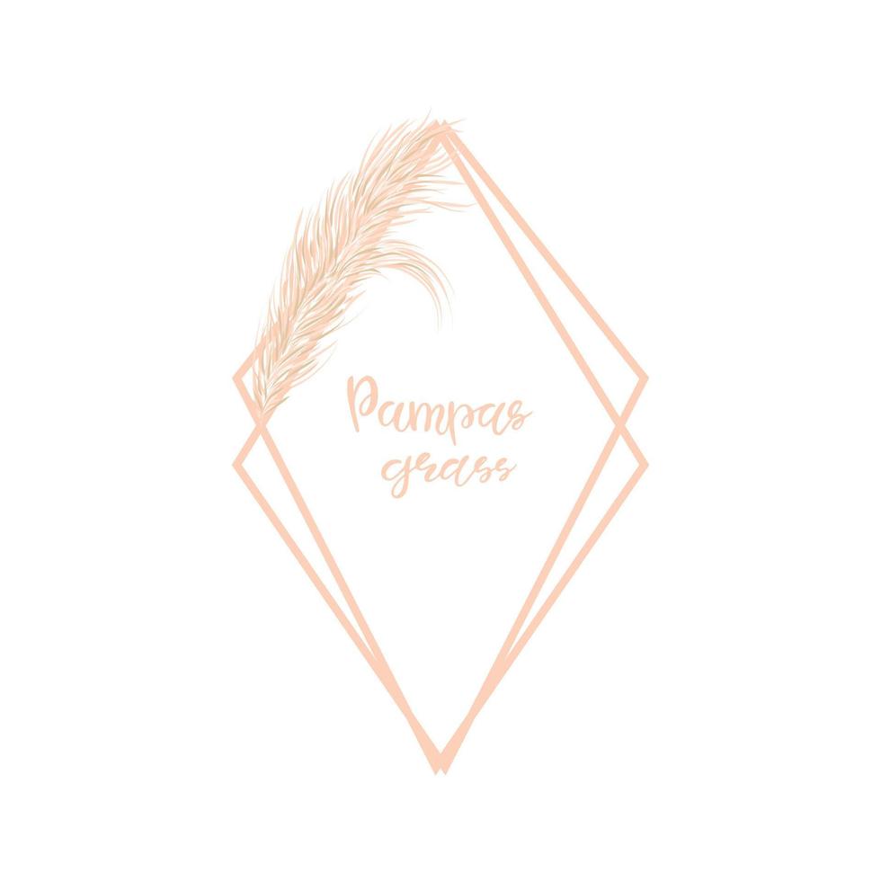 Dry Pampas grass geometric frame on a white background. Decor of invitations and postcards. Hand-drawn vector illustration.