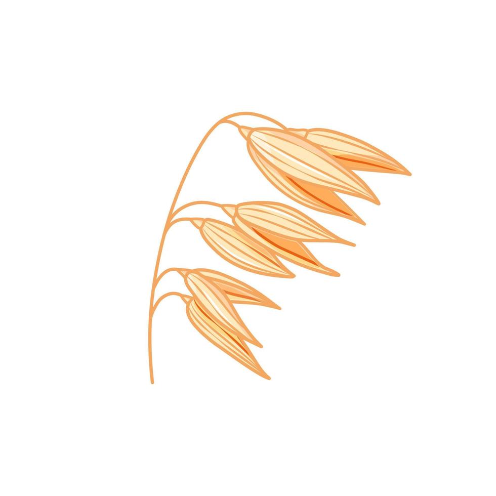 oreja de avena sobre un fondo blanco. ilustración de grano de dibujos animados. icono. vector. vector