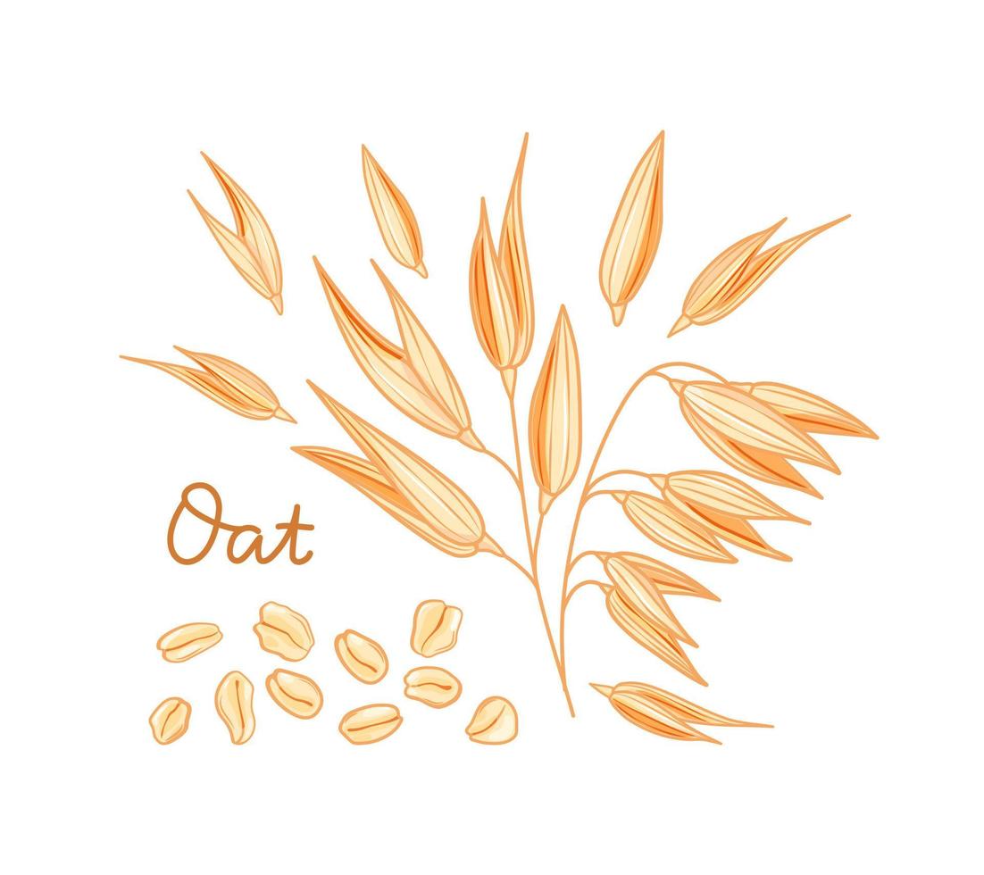 Oats set. Spikelets, grains and flakes on a white background. Cartoon style. Vector illustration.