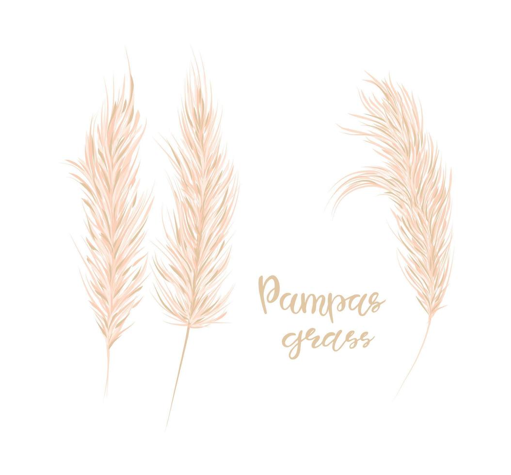 Pampas grass set. Floral ornamental grass on white background. Feathery flower head plumes, used in flower arrangements, ornamental displays.Vector illustration. vector