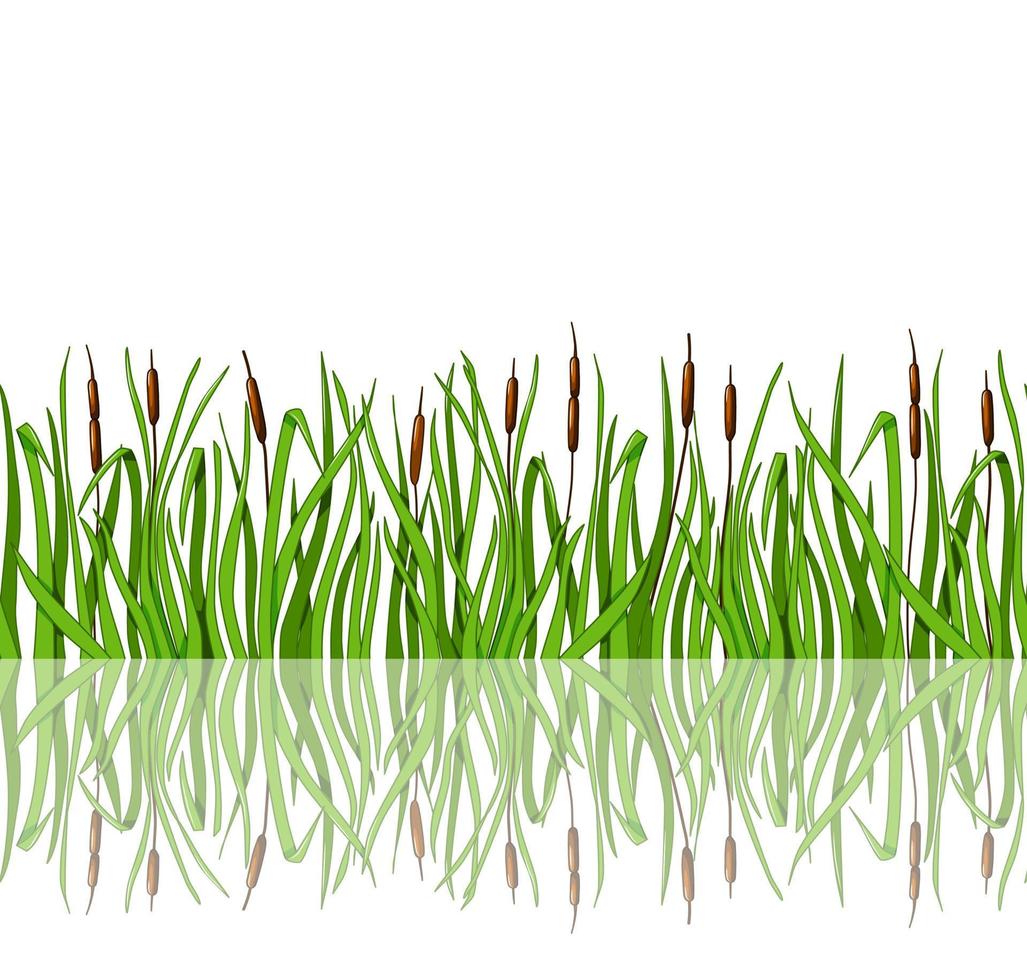 Green grass with reeds and reflection is a seamless illustration. Vector illustration in the cartoon style.