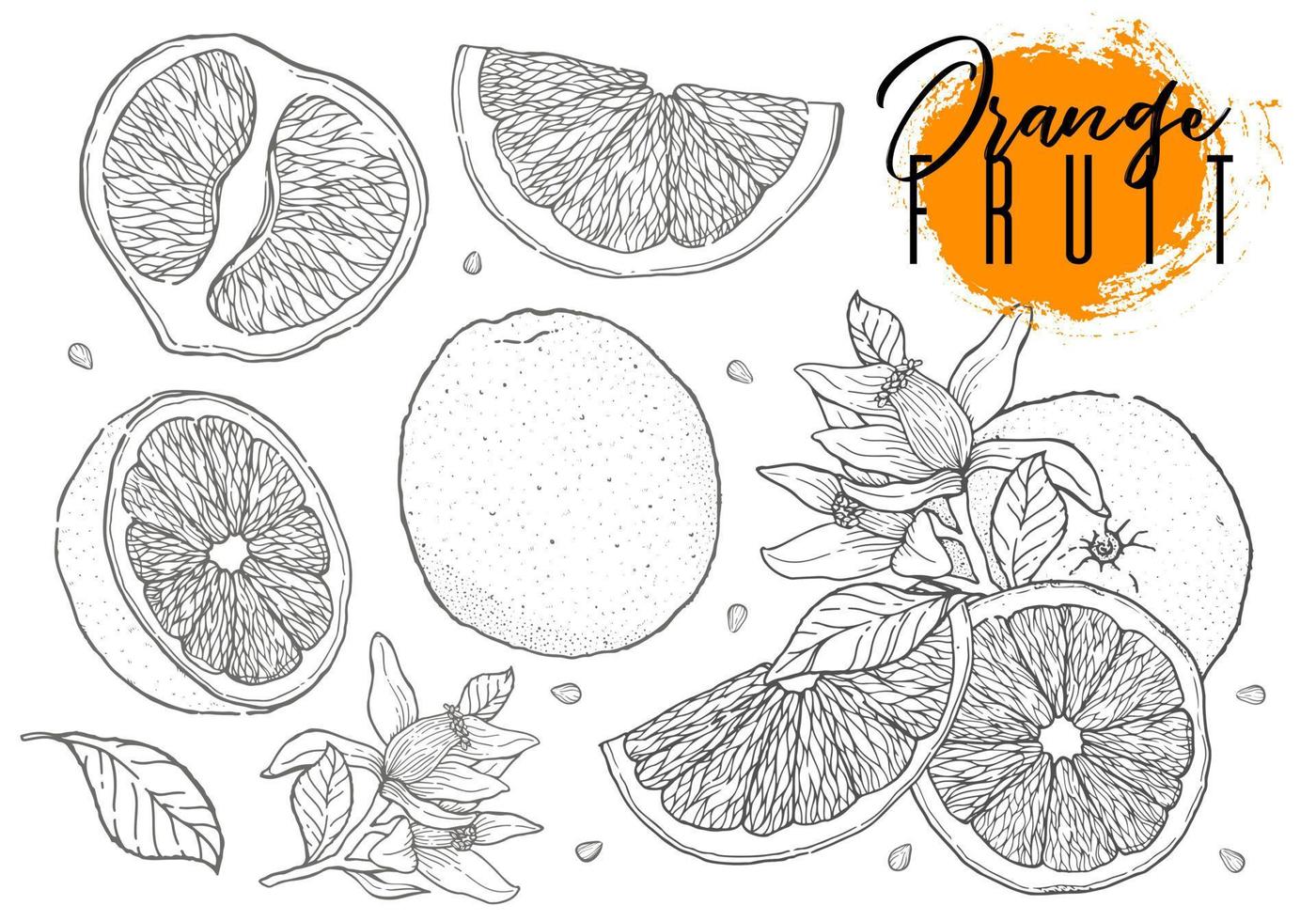 Citrus fruit orange vector illustration. Hand drawn sketch style.