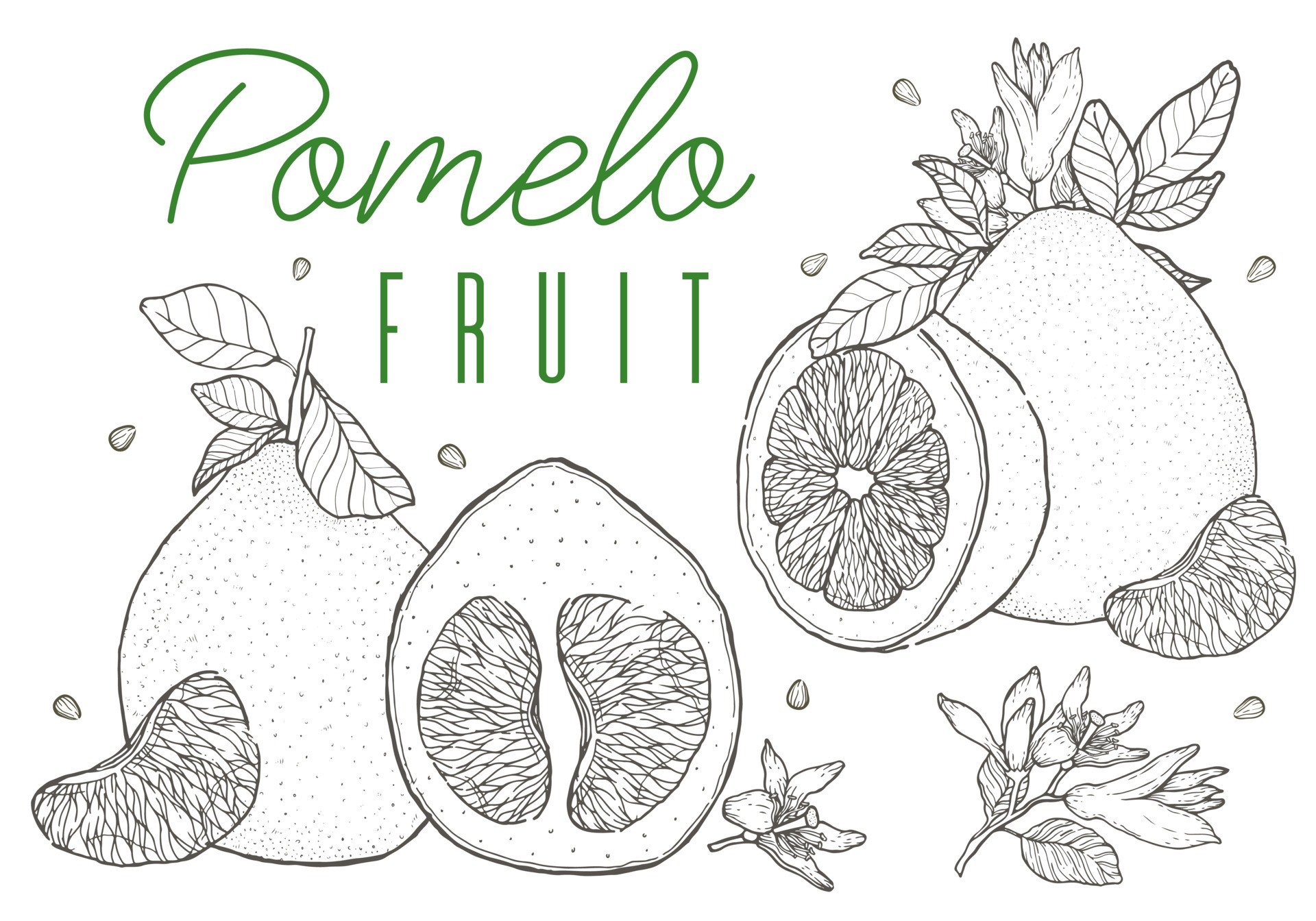 Citrus fruit pomelo vector illustration. Hand drawn sketch style