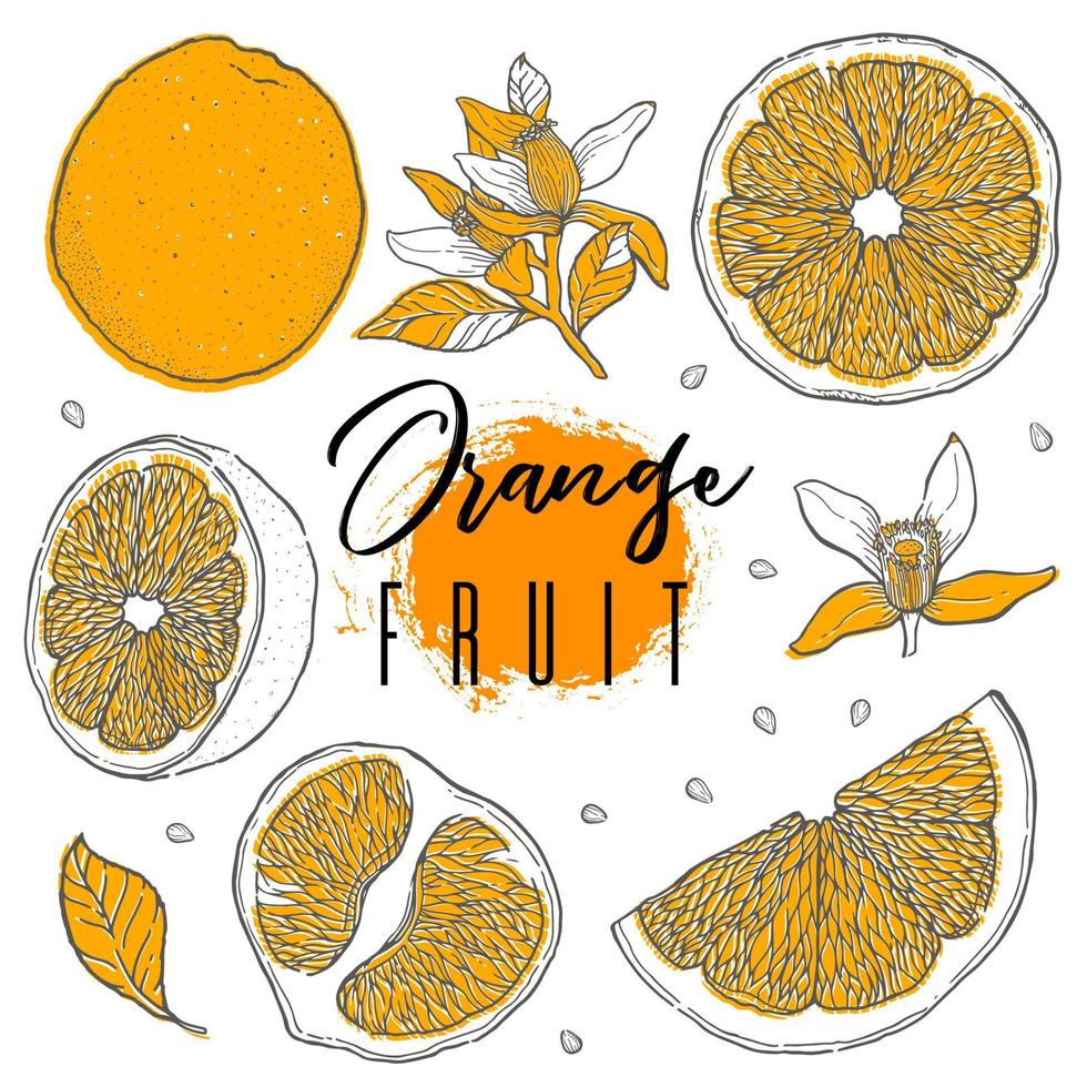 ilustración de vector de naranja de cítricos. estilo de boceto dibujado a mano.