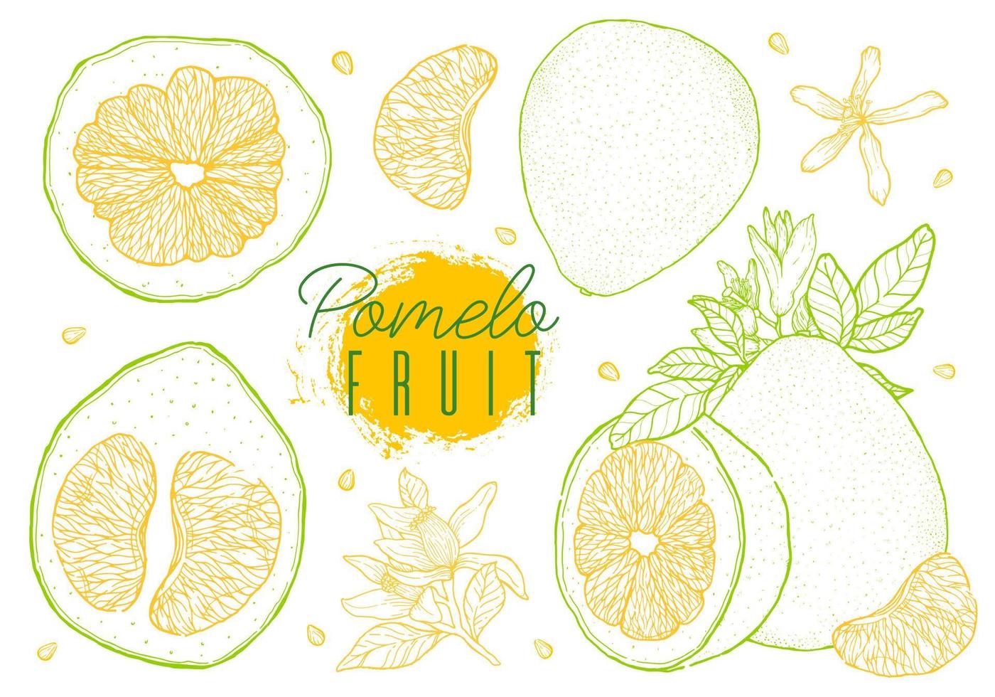 Citrus fruit pomelo vector illustration. Hand drawn sketch style.