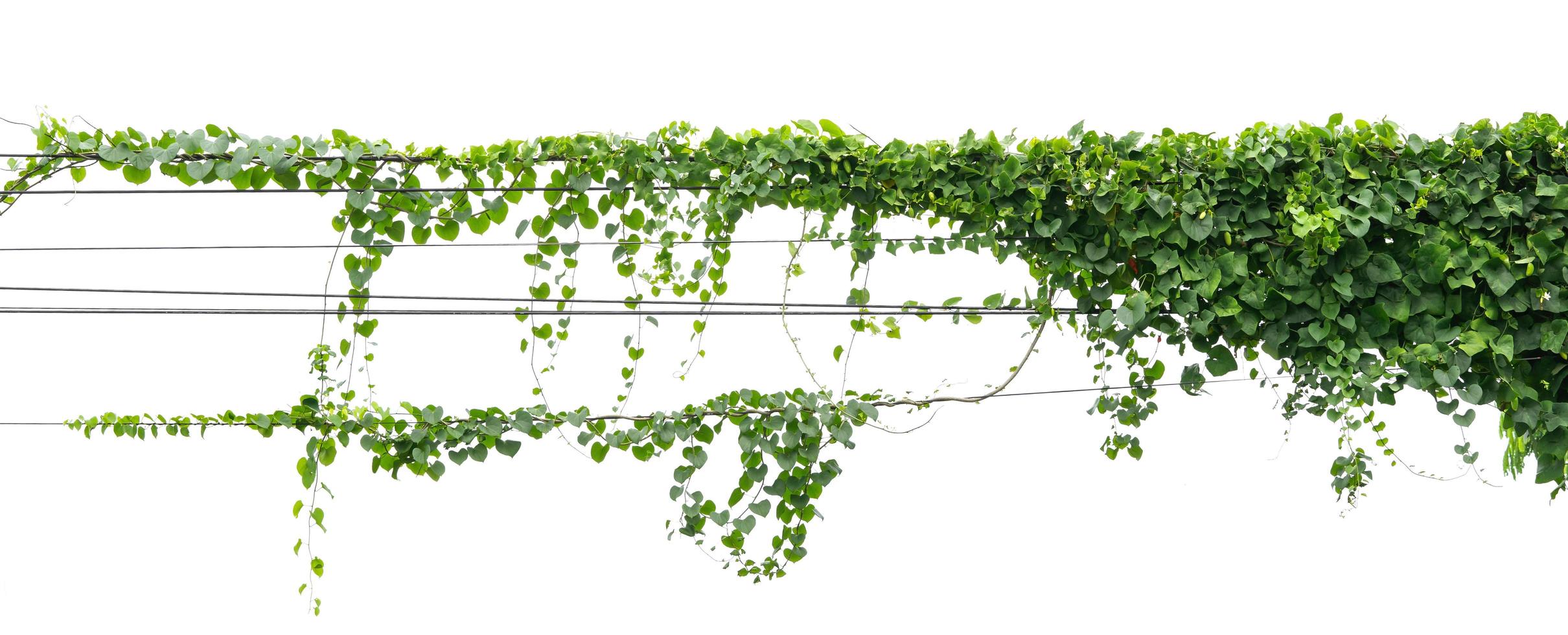 ivy plant hanging on electric wire isolate on white background photo