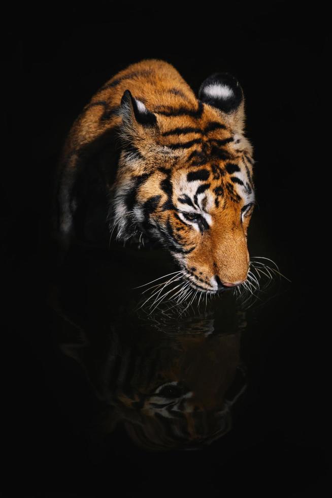 primer plano, cara, tigre, aislar, en, fondo negro foto