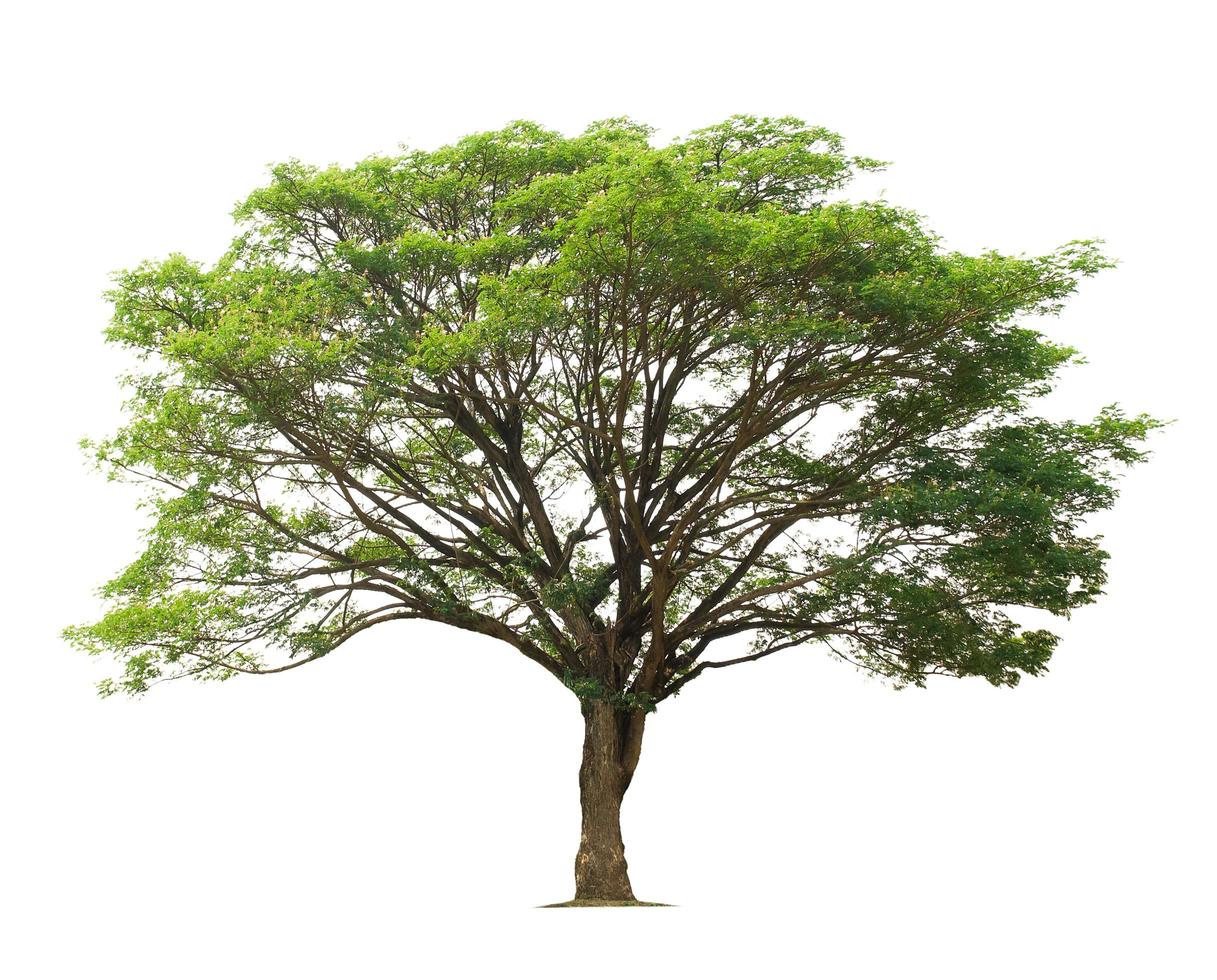 big tree isolate on white background photo