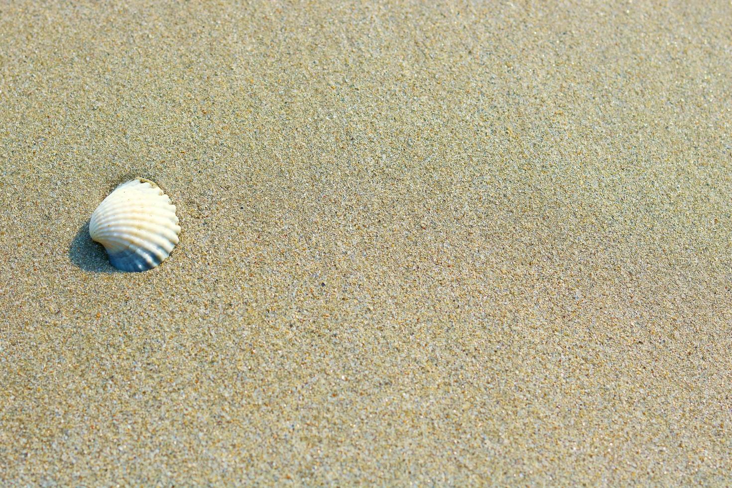 Small white shell on sandy background, selective focus photo