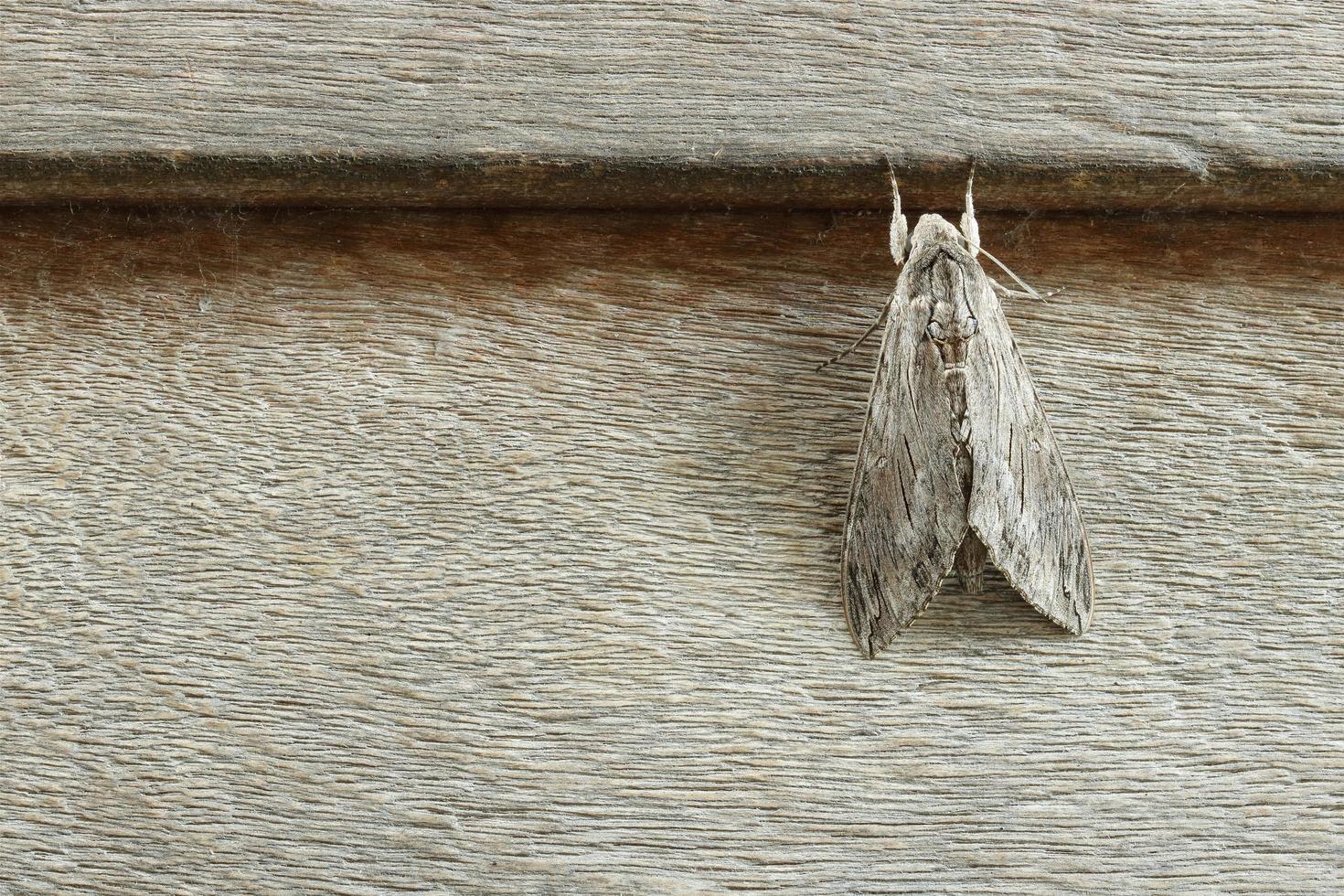 Psilogramma increta on brown wooden, detail of night butterfly photo