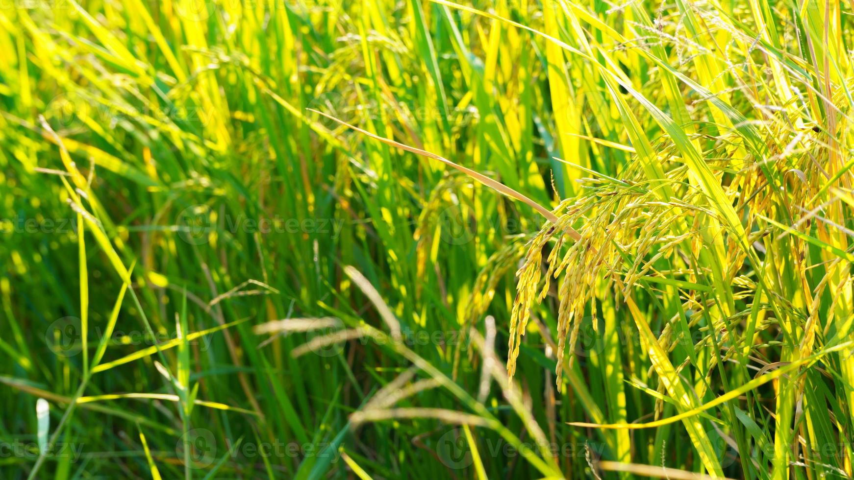 primer plano de granos de arroz en el campo, fondo borroso foto