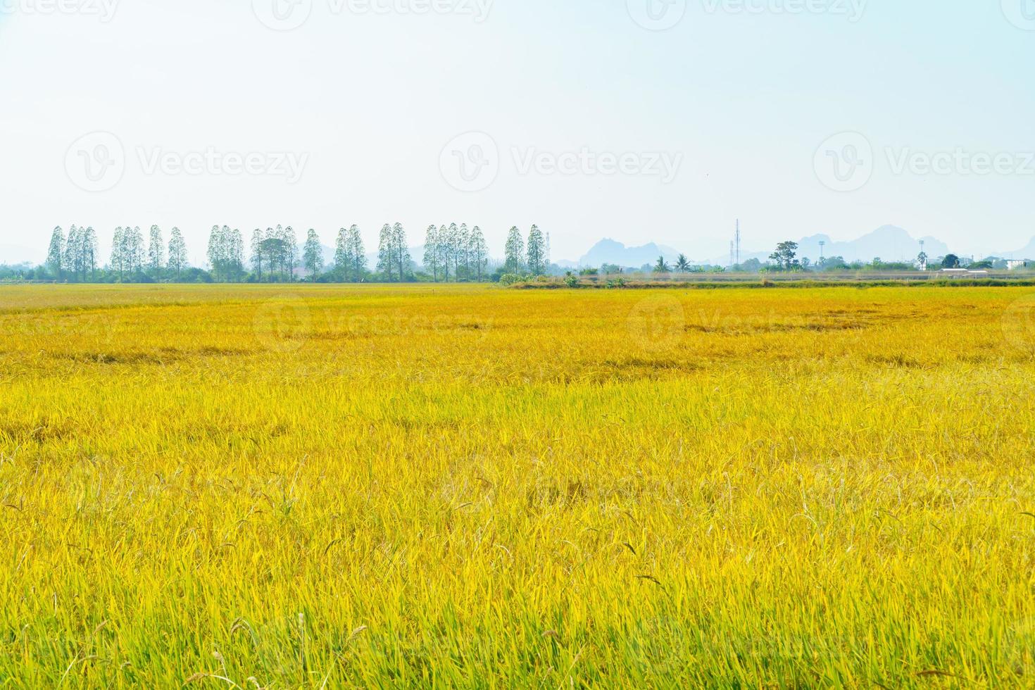 View of the vast golden rice fields with mountains in the background. photo