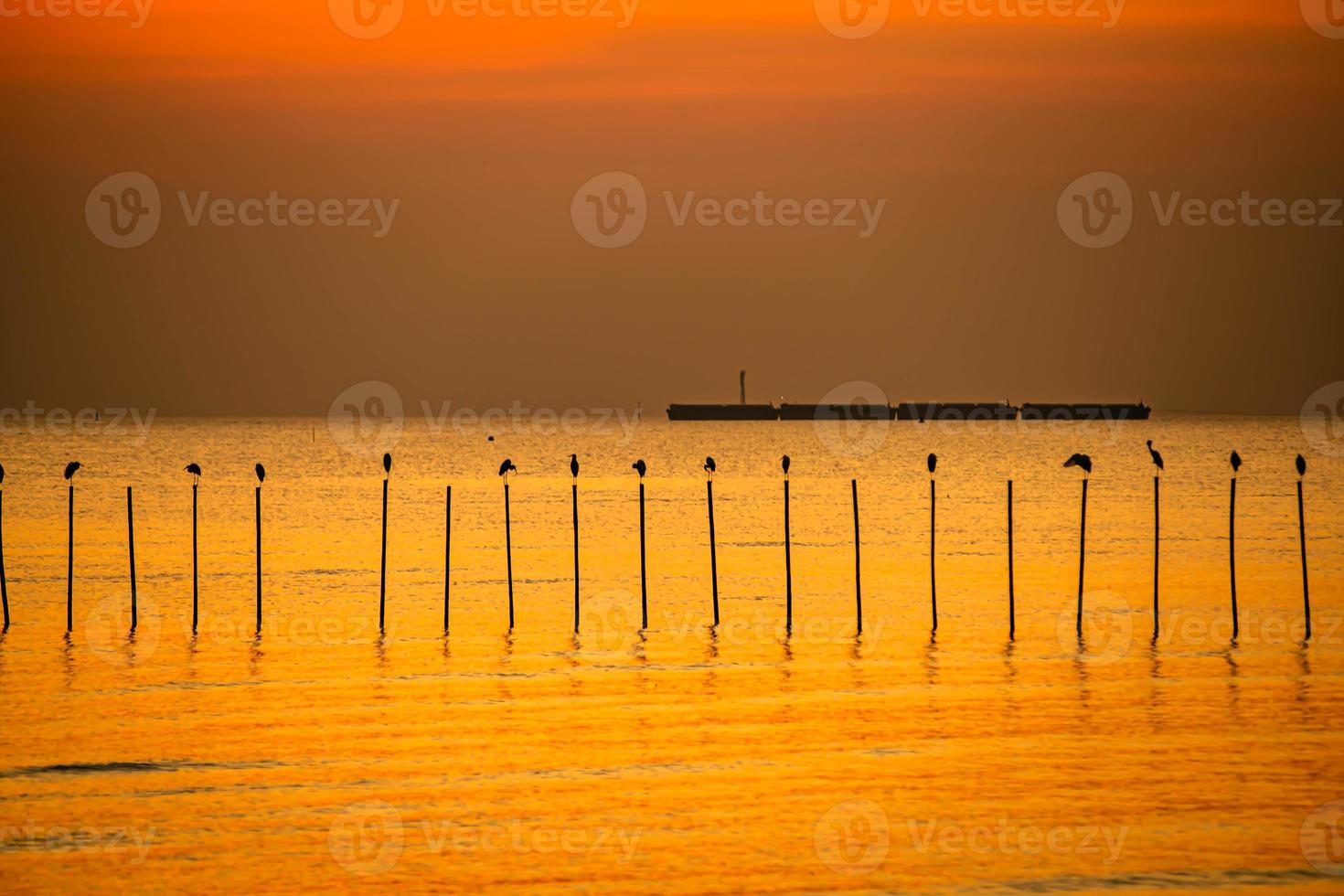 paisaje de gaviotas volando durante la puesta de sol por la noche. foto