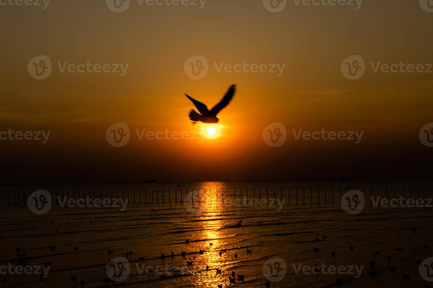 Landscape of seagulls flying during sunset in the evening. photo