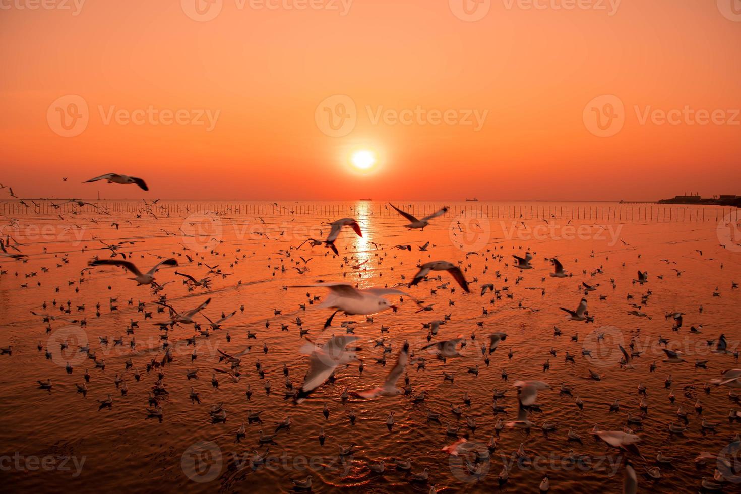 Landscape of seagulls flying during sunset in the evening. photo