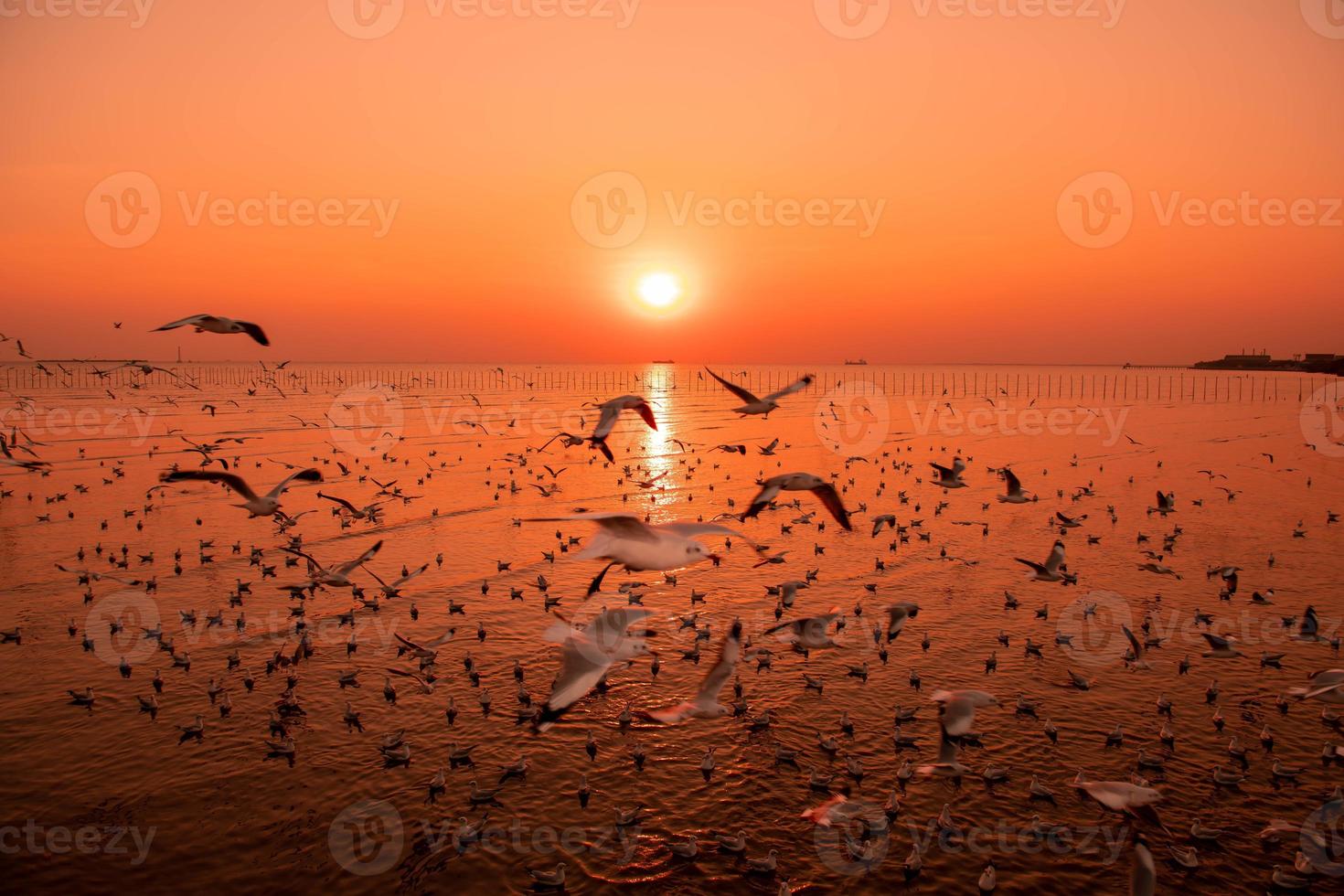 paisaje de gaviotas volando durante la puesta de sol por la noche. foto