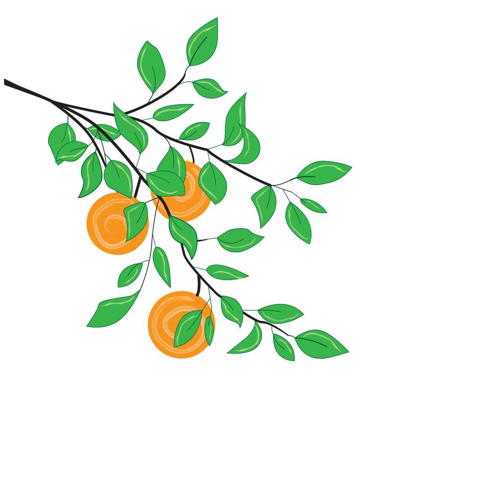 orange tree branch vector