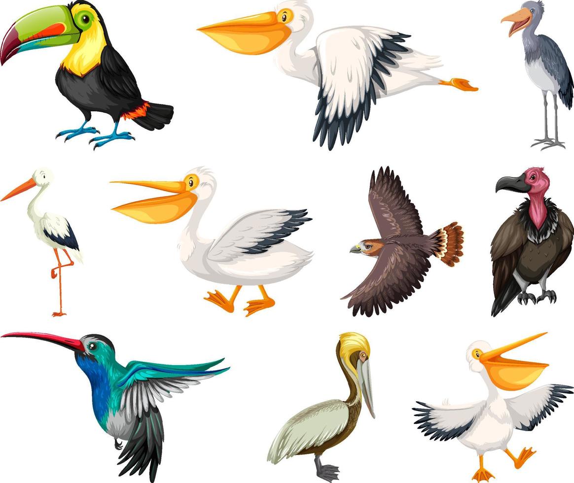 diferentes tipos de colección de aves vector