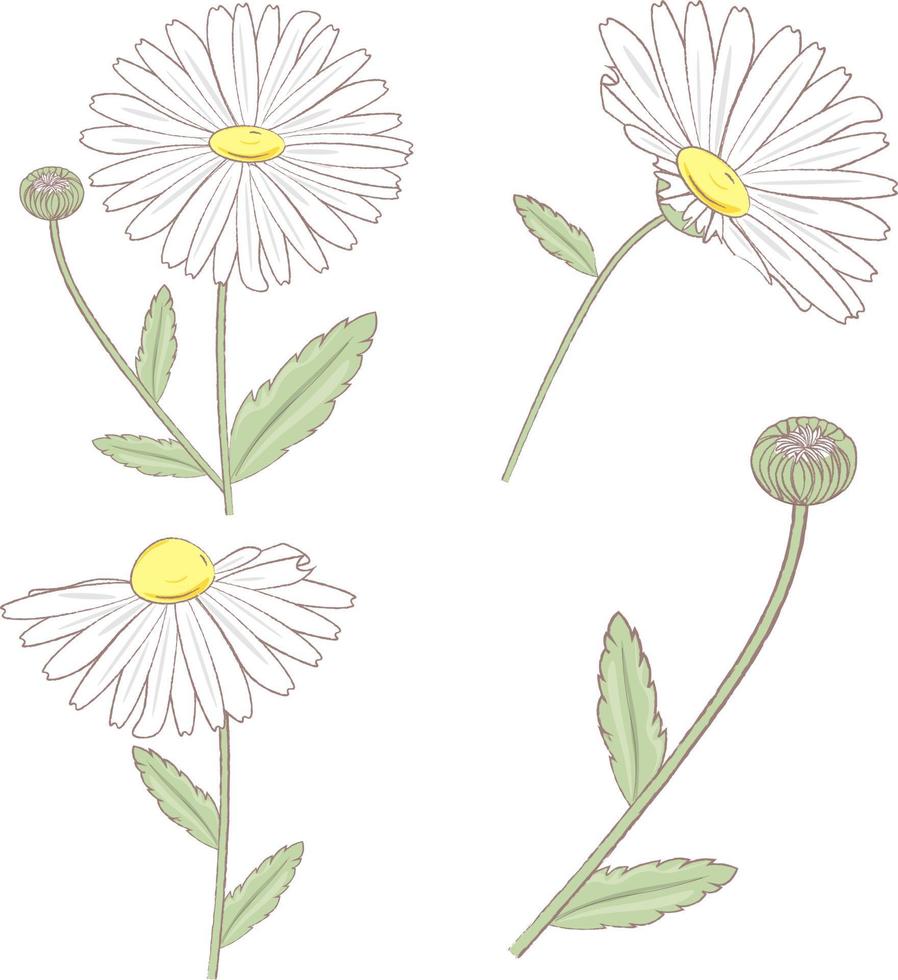 illustration of a camomile vector