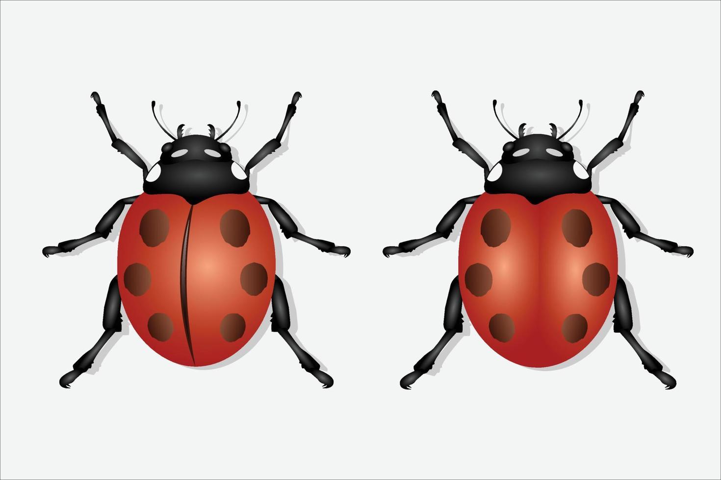 Real lady bug vector