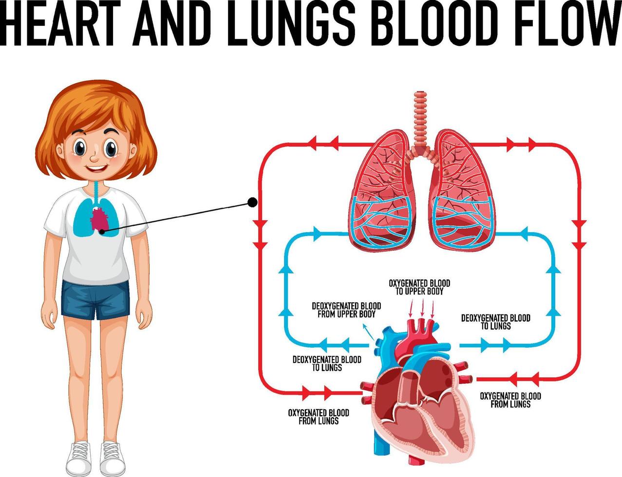 Diagram showing heart and lungs blood flow vector