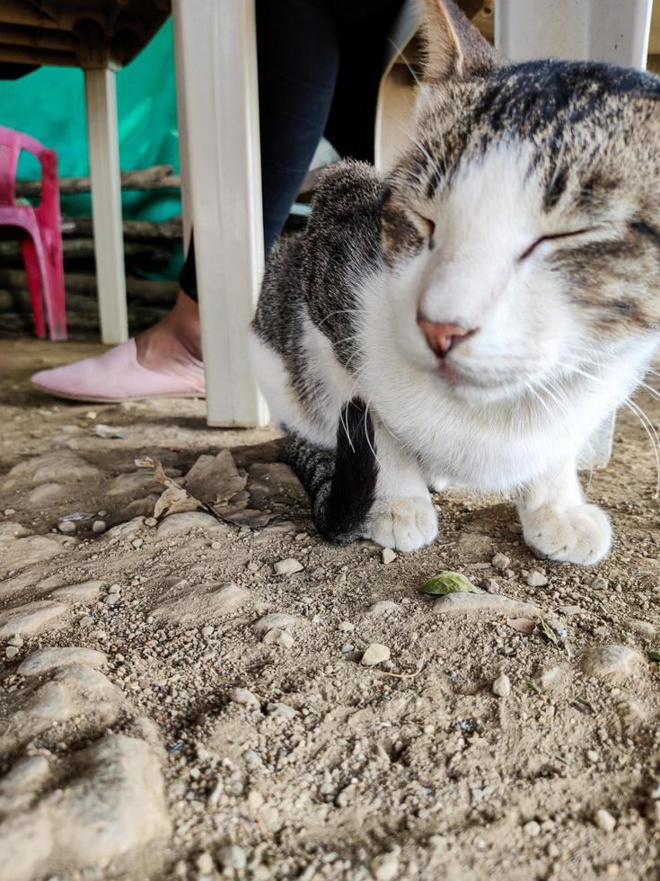 Close up photography of cat photo