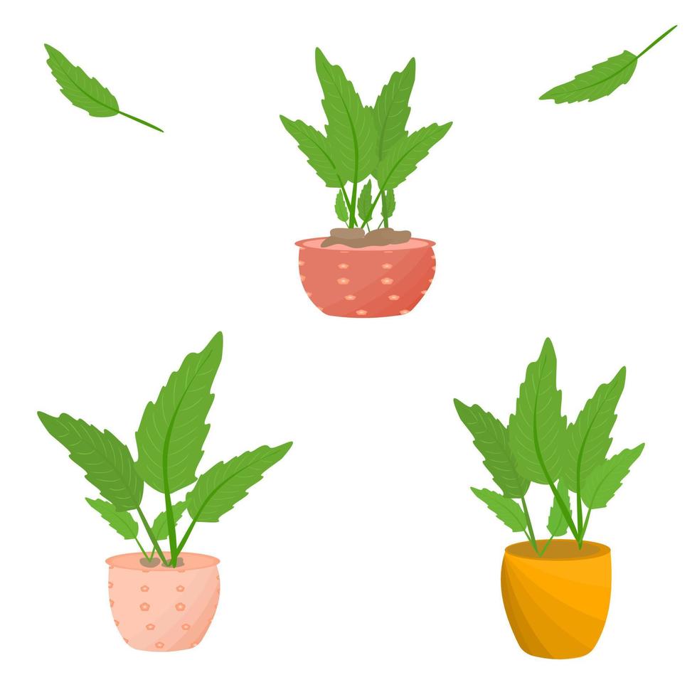 Houseplant nature flowerpot ornamental for decorative vector illustration