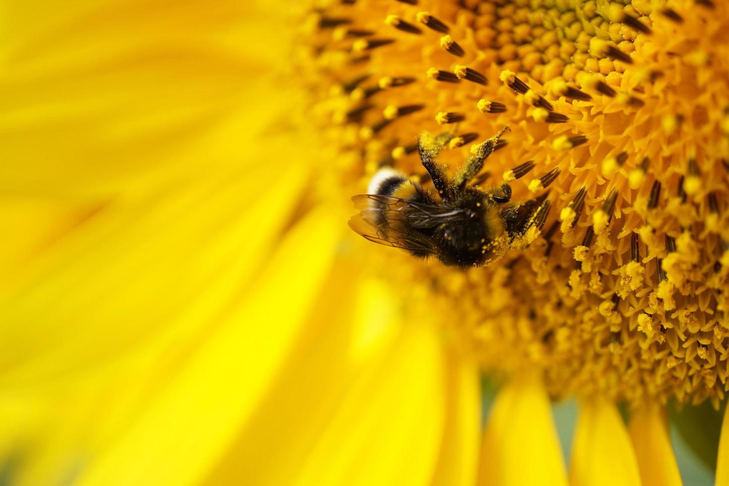 girasol polinizador de abejas melíferas. foto