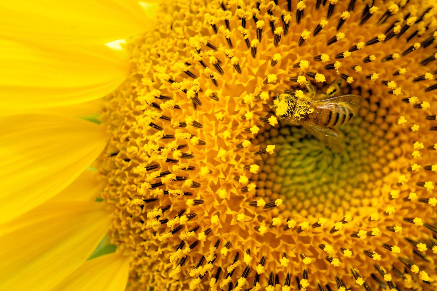 girasol polinizador de abejas melíferas. foto