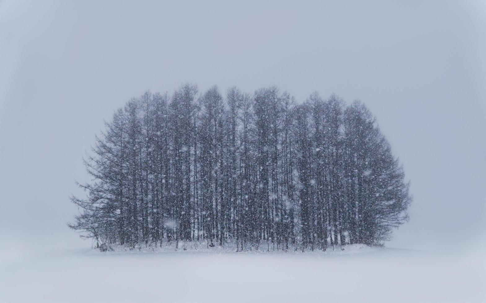 Snow plain of Biei town with group of mininal style pine tree on winter photo