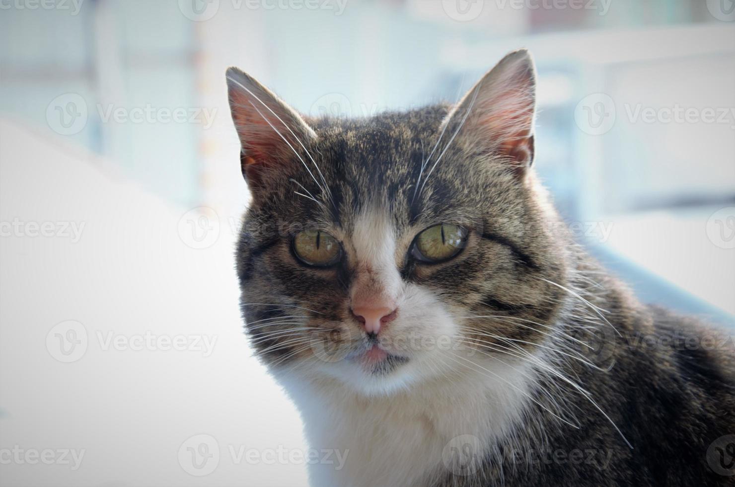 portrait of a street cat. Yard cat brown with white photo