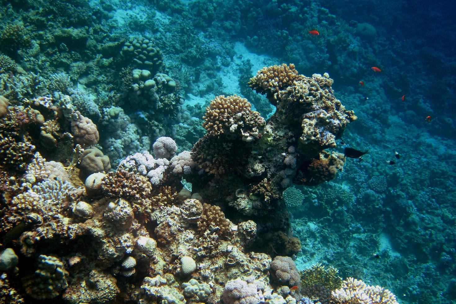 coral and deep water photo