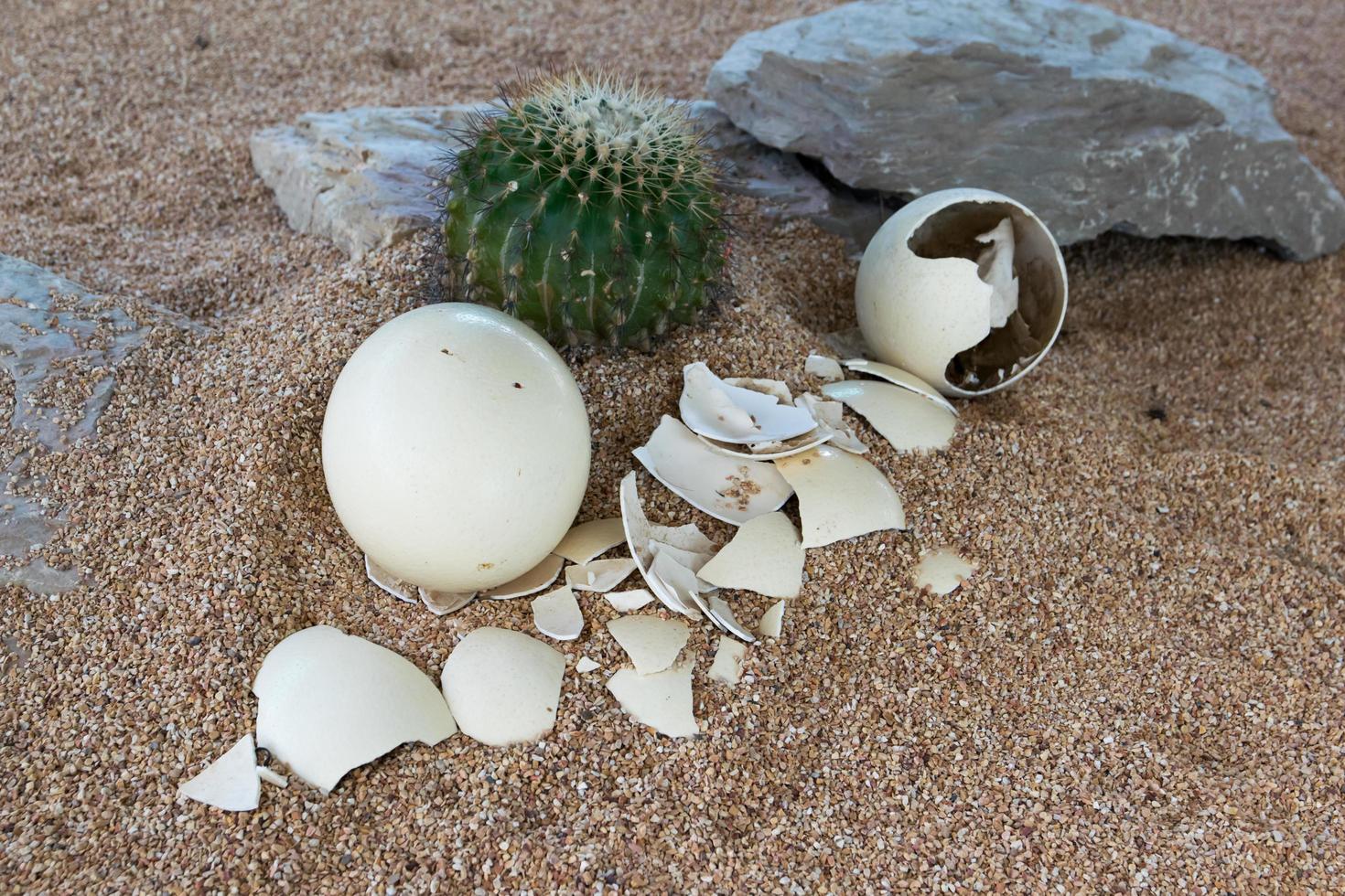 Ostrich egg in desert photo